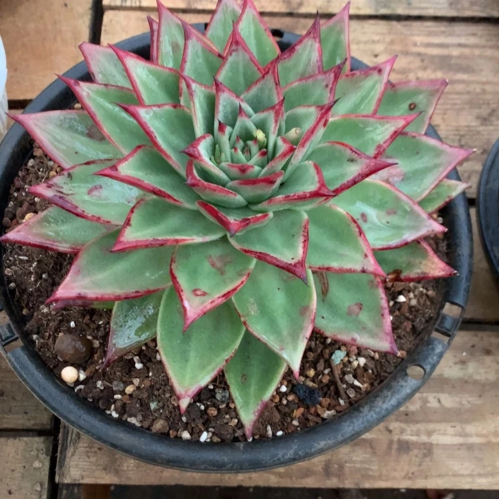 美肉特价活动开始啦