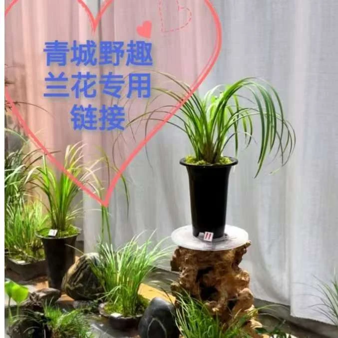 兰花