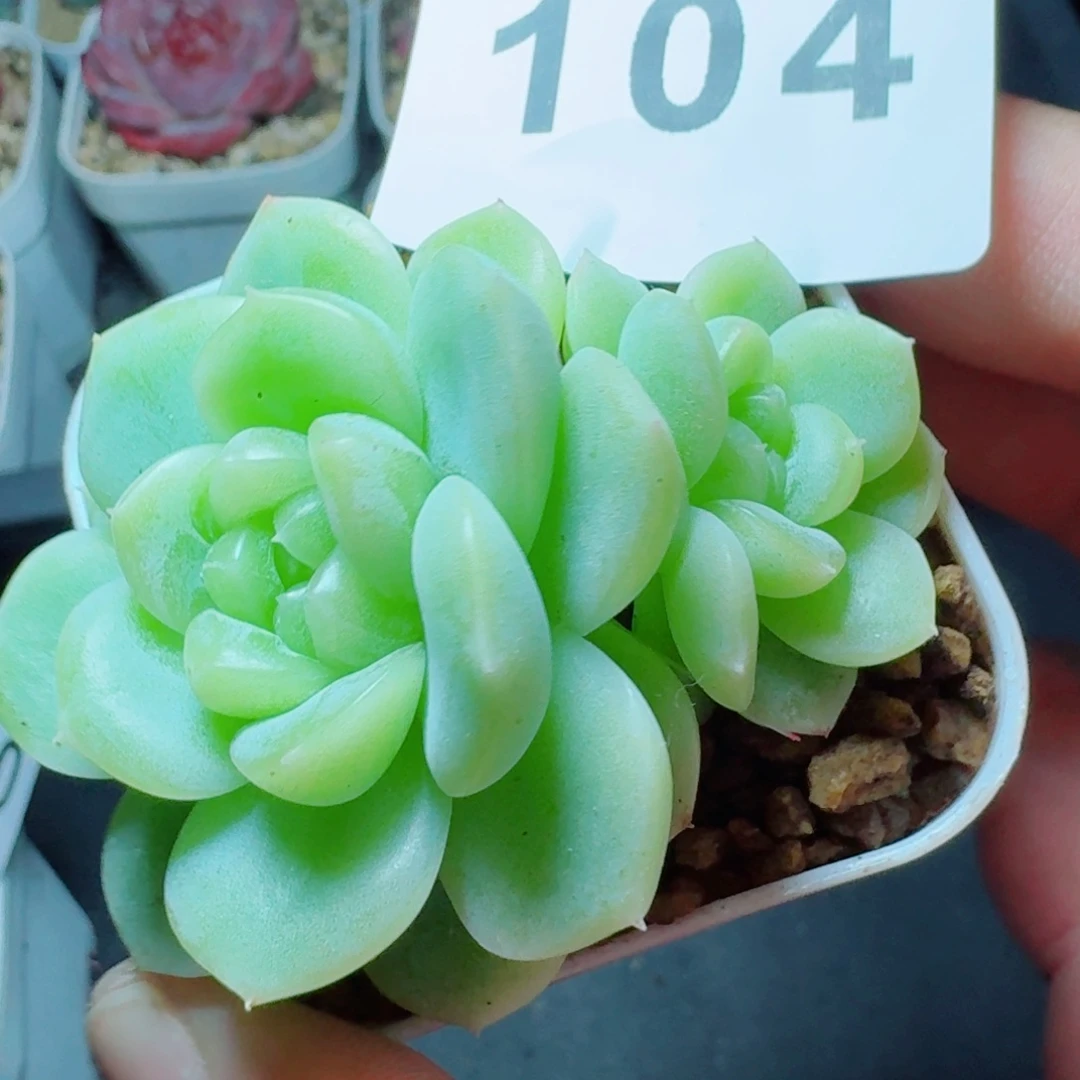 白体财富            精美多肉植物