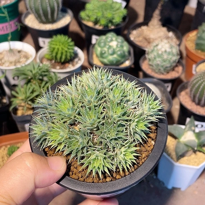 玻利维亚坨坨凤植物