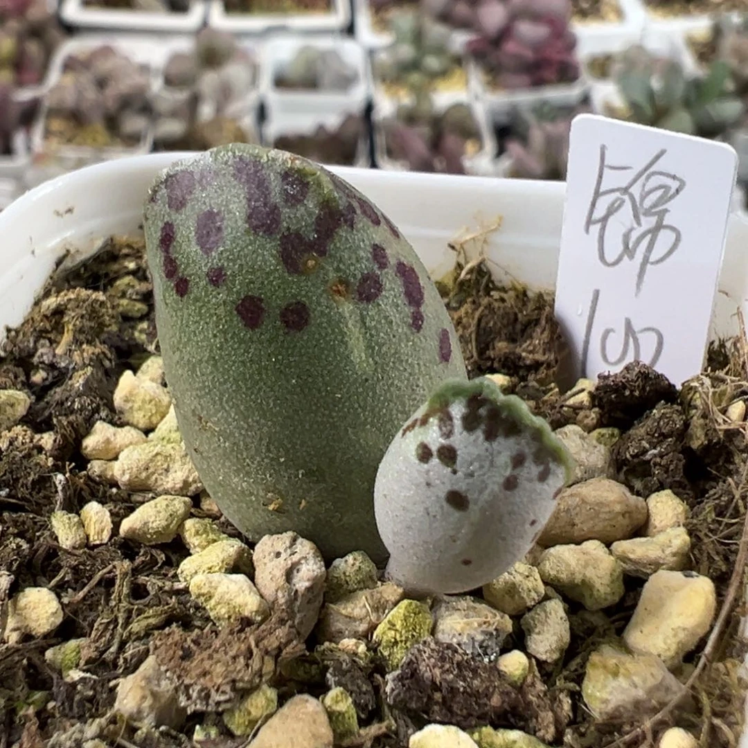 海豹锦多肉植物水泡