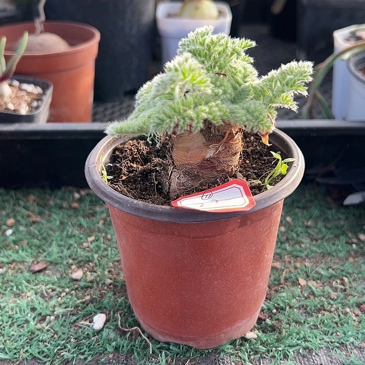 羽叶洋葵11，一物一拍，