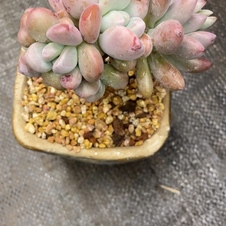 平***糖弥鹿之森一物一图