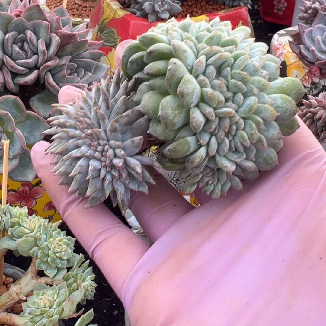 新年快乐 新年快乐 新年快乐