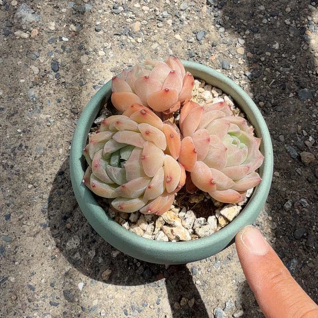 冰淇淋带盆多肉植物精品