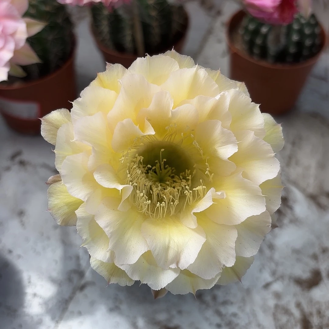 彩草黄白1-25号7.5公分左右