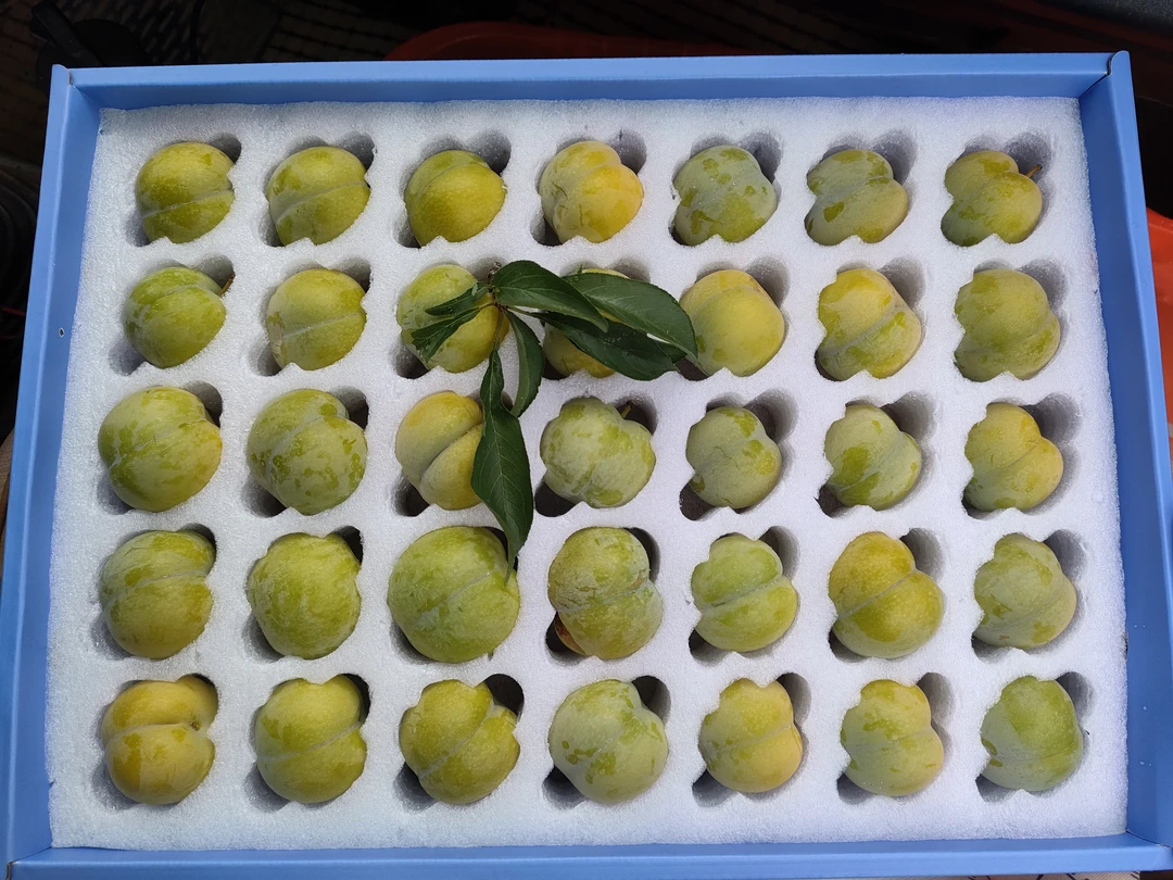 贵州镇宁六马蜂糖李新鲜应季水果脆甜脱骨多汁礼盒装