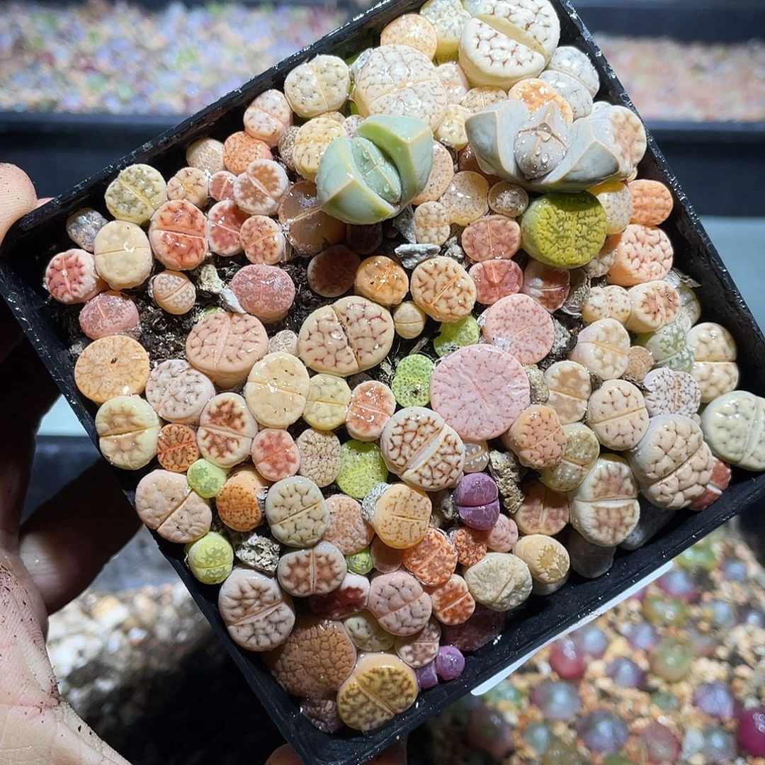 604当天凑满十八元包邮生石花