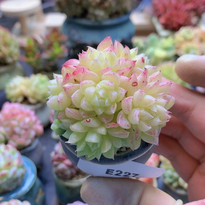 一物一拍含盆土满38包邮E227