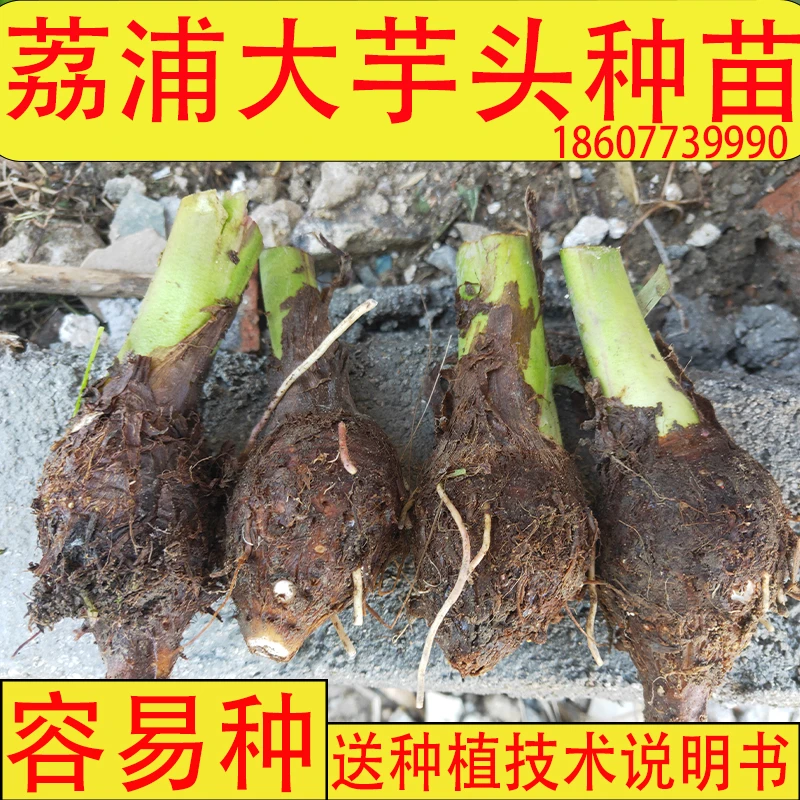 广西桂林正宗荔浦芋头种苗槟榔紫藤香新鲜苗蔬菜农家有机种子植