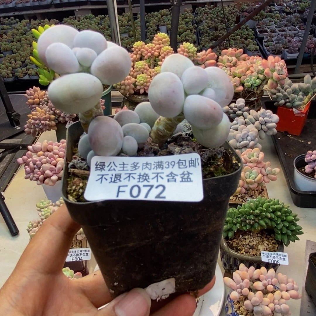 072芭比奶多肉7cm