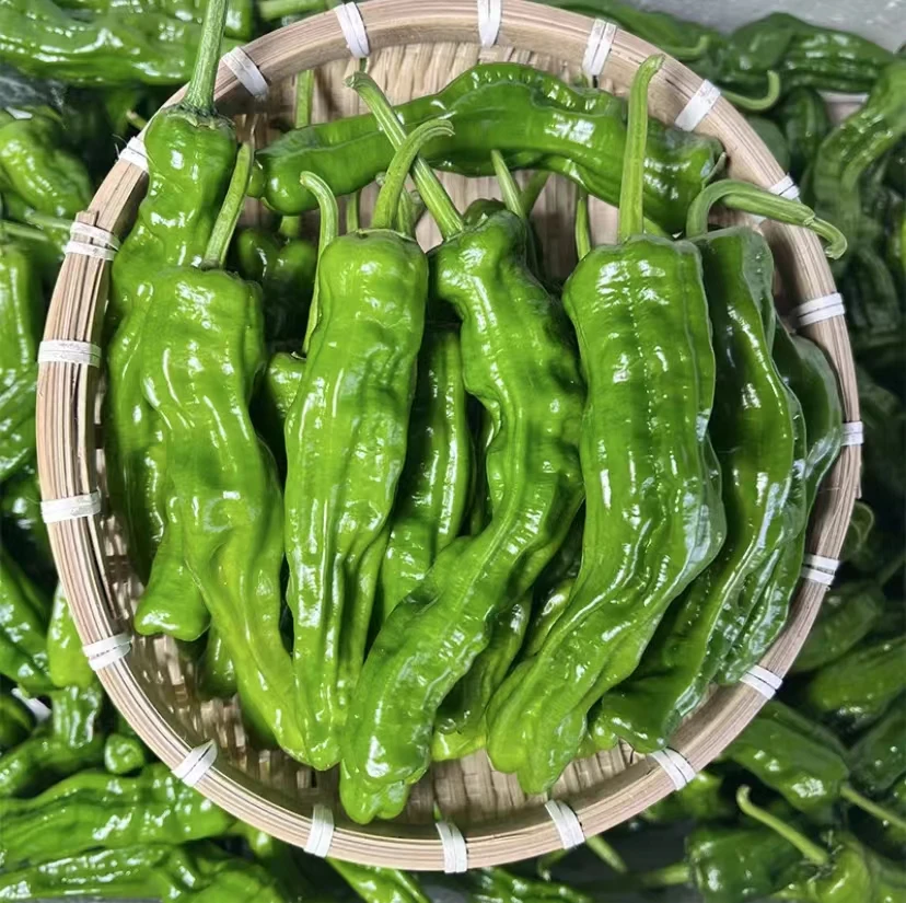 特辣小皱皮新鲜薄皮螺丝椒青椒辣椒鲜辣椒农家自种蔬菜现摘现发