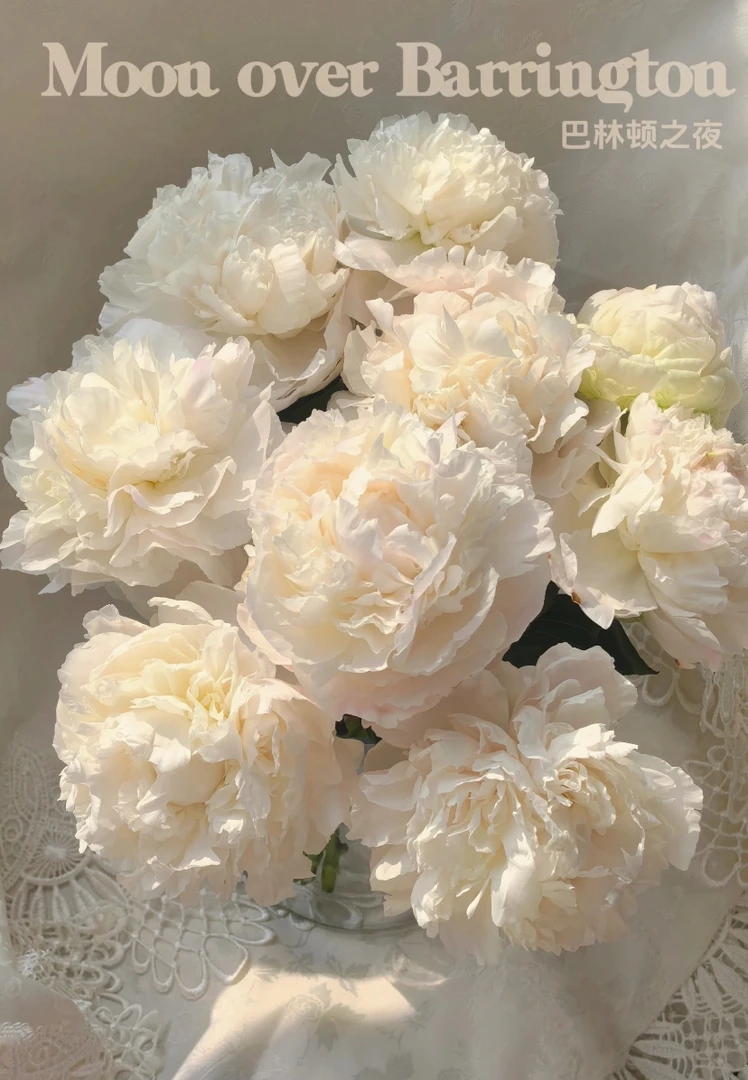 巴林顿月亮2-3芽荔枝香味进口品种芍药花苗