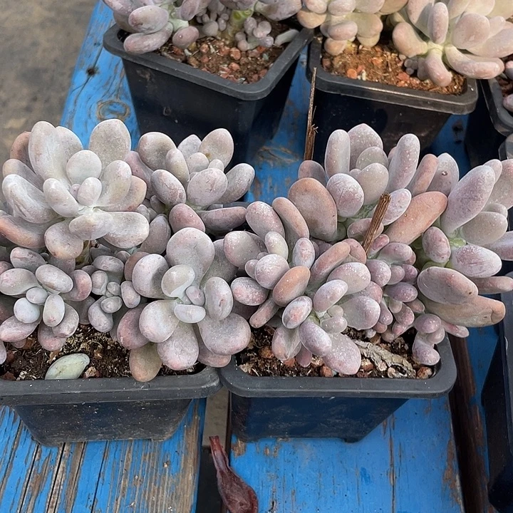 两盆程雪球多肉植物