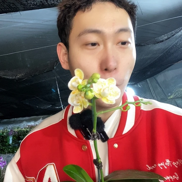 无花朵雅风黄金豹蝴蝶兰