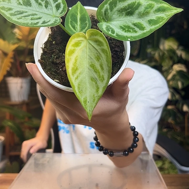完全开放一物一拍樱水晶