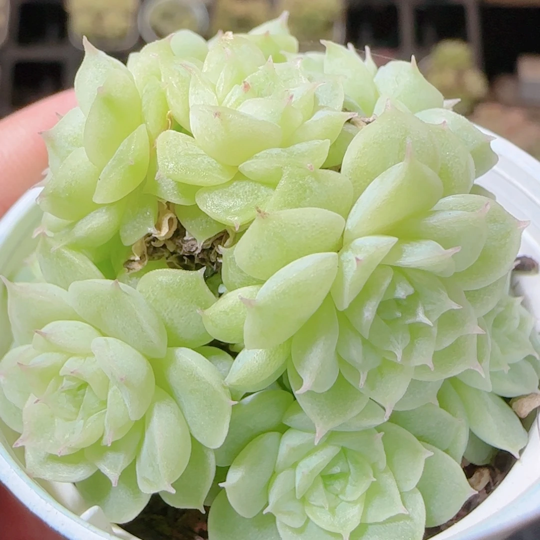 花语逸镜1114-74散