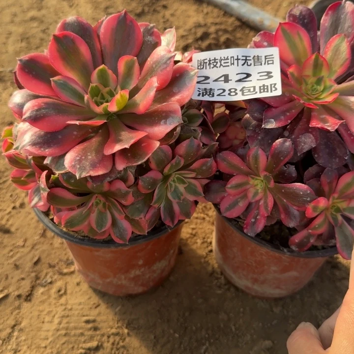 2423二号棚两个组合