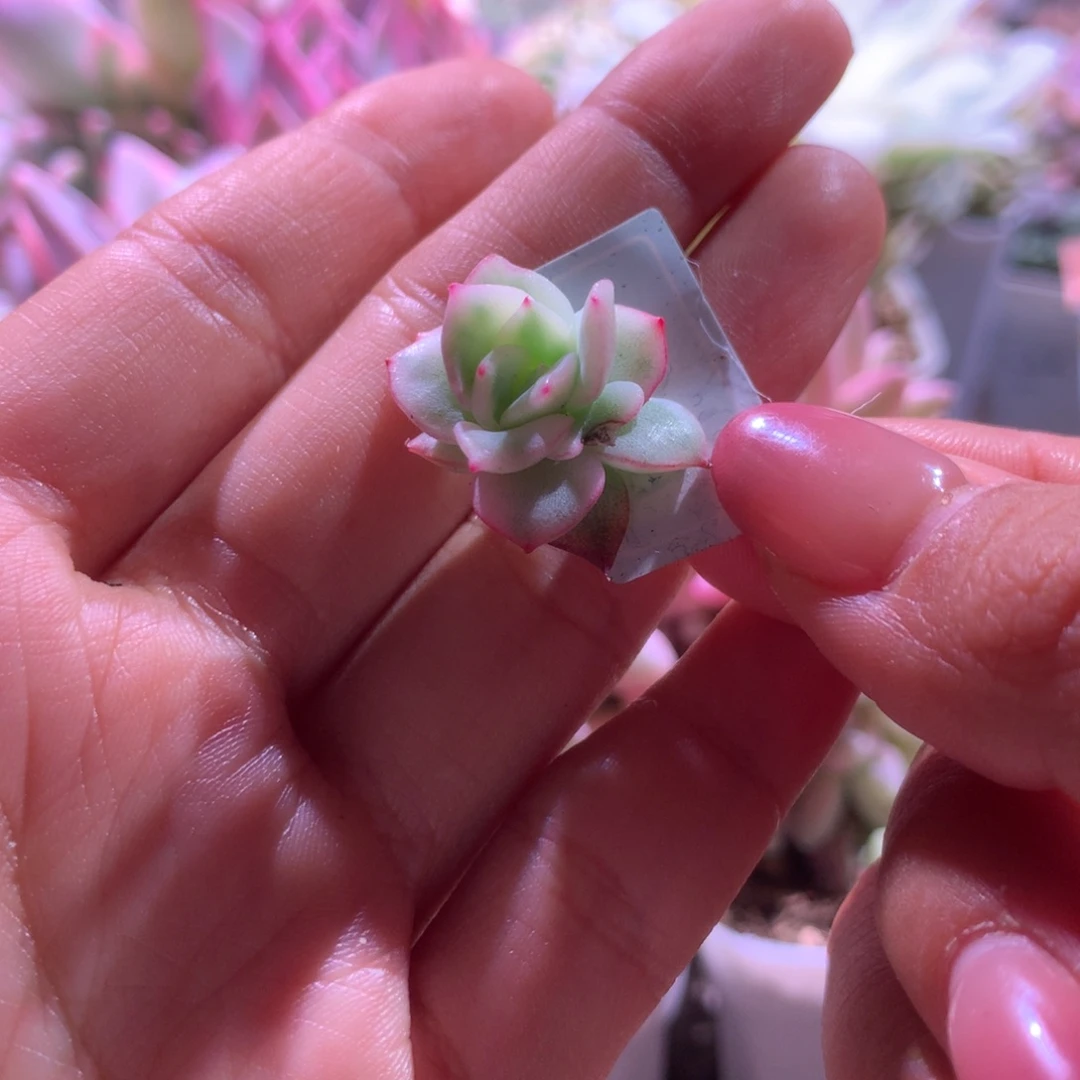 弗洛瑞安娜覆轮锦砍头