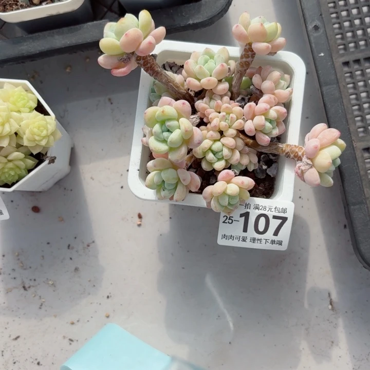 樱花罗琦无盆土发货无盆土