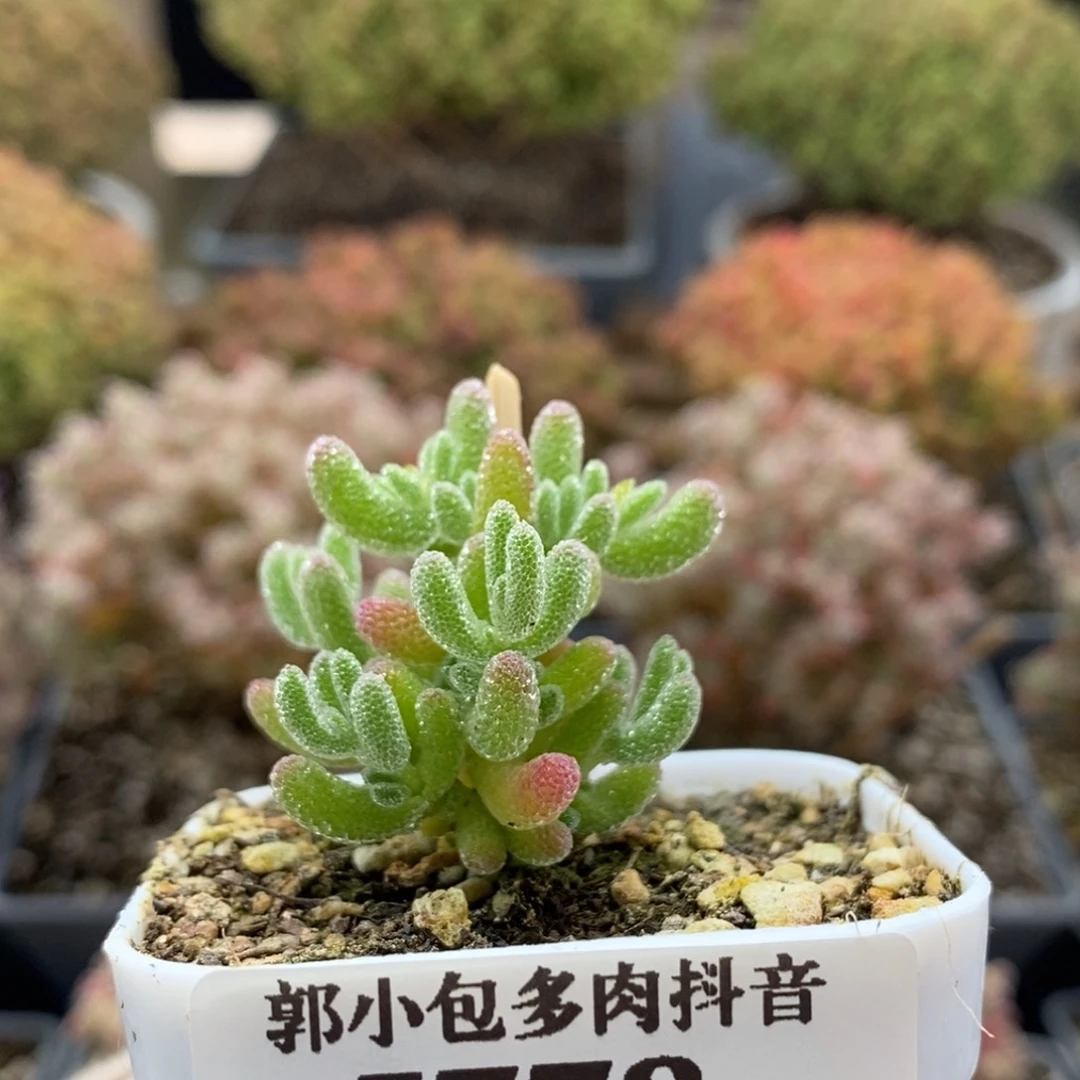 优选冰晶5778枝干番杏