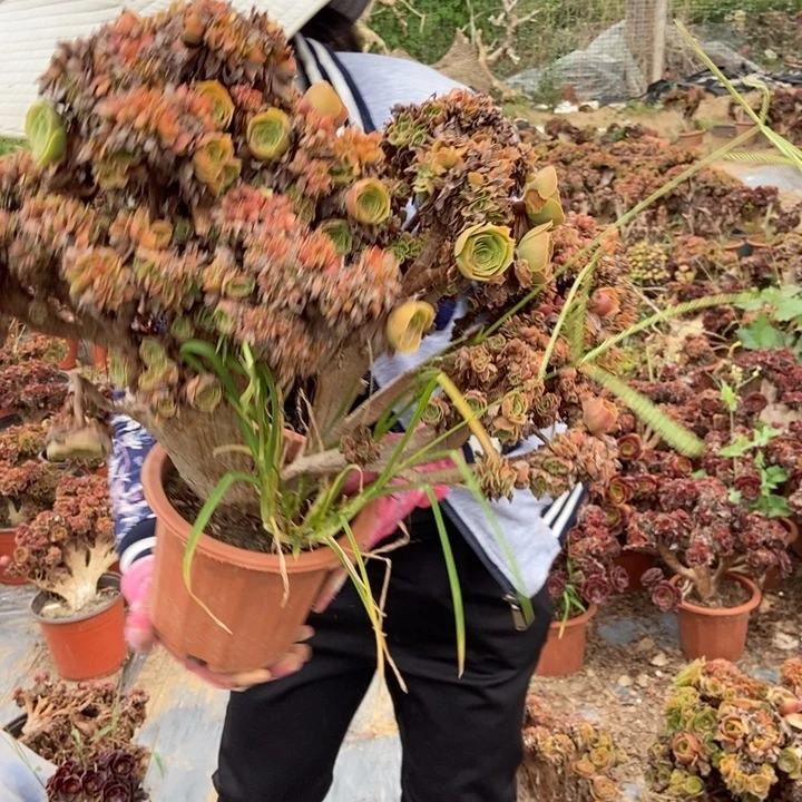 小****020玫瑰缀化老桩老桩