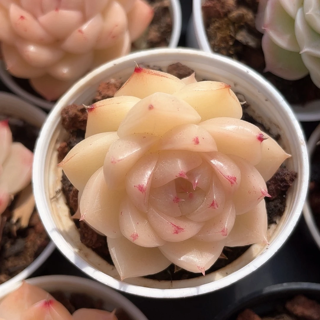 优选麦秆福利9100