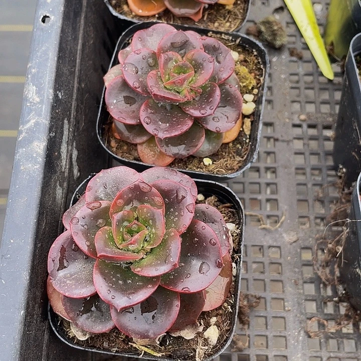 巧克力带盆土发货