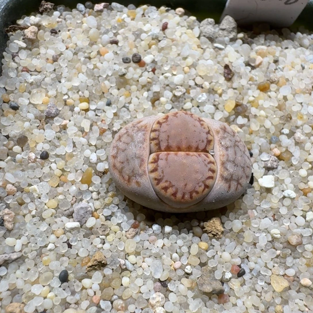 小****0205-49饼干1621.6