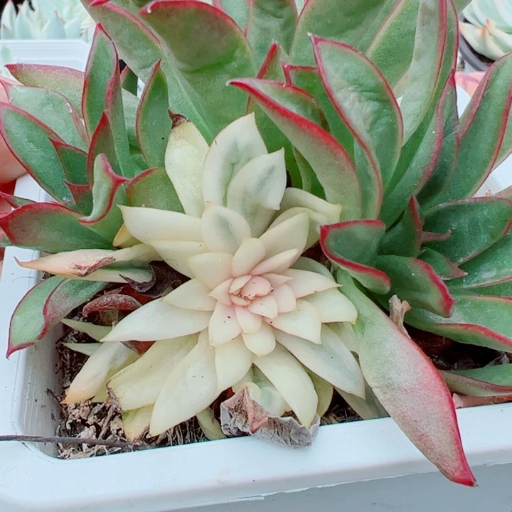 吉赛尔锦多肉植物15 9