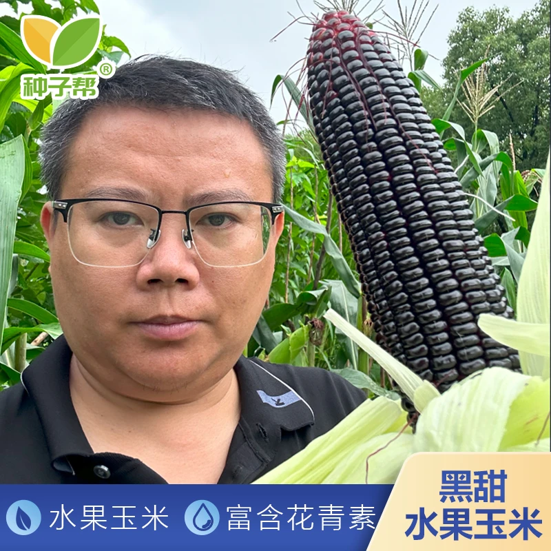 甜脆爆浆水果玉米种子鲜食花青素富硒推荐生食口感好甜度高皮渣少