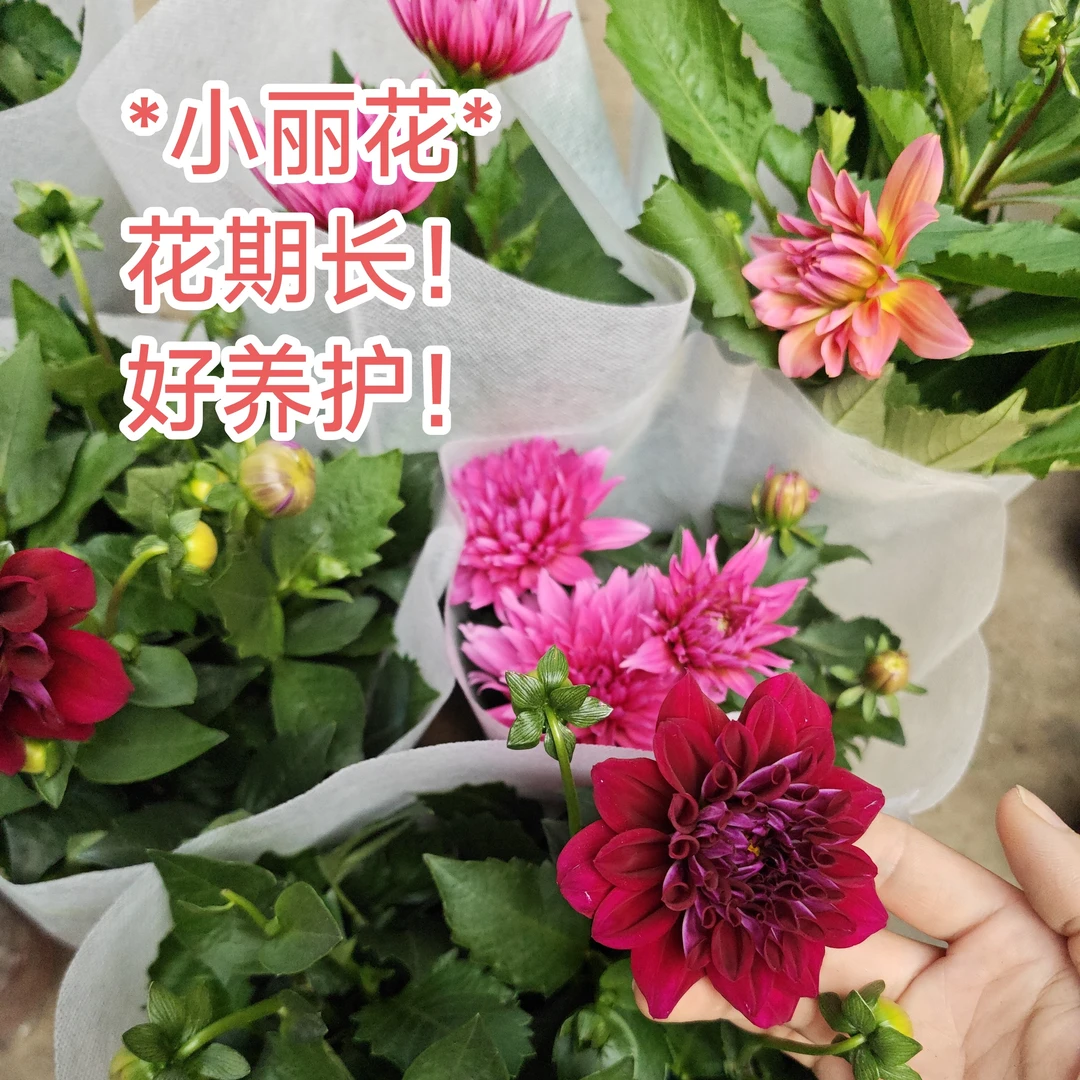 小丽花盆栽两盆两色颜色随机带花苞原土原盆