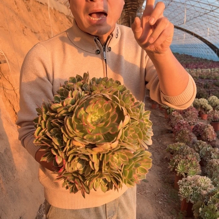 精品超大颗莲花好养