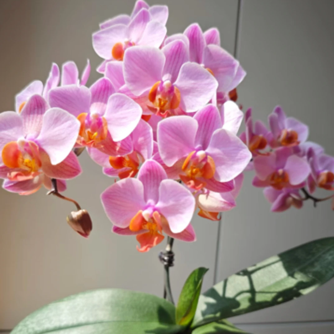 蝴蝶兰瑕疵处理苗【圣罗莎】2.8寸杯不售后