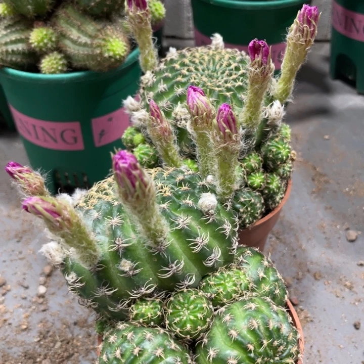 群生多头丽花阳春丸带花苞