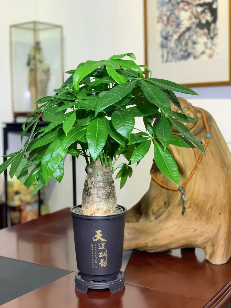 【五年老桩】老桩发财树室内绿植懒人大象腿发财树盆栽招财年宵花3