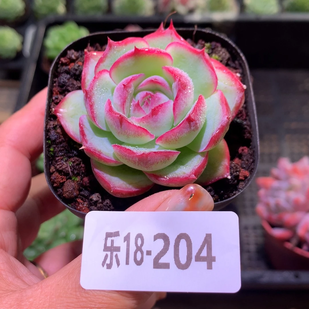 乐然18-204 侧影单头