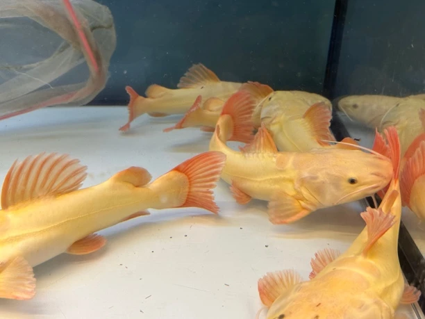 28-30公分黄金招财猫