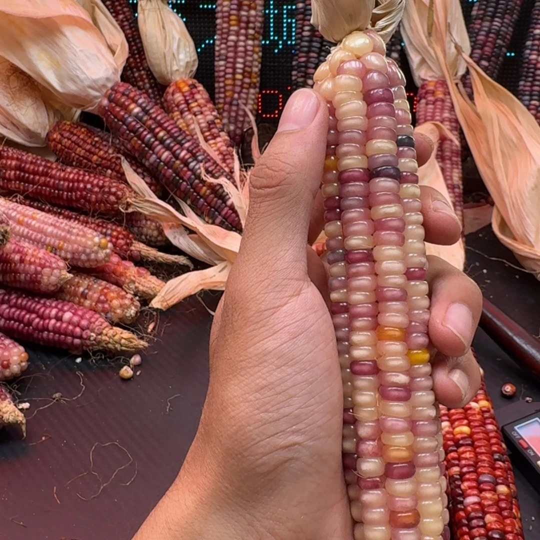 荼***白柏香籽/百香籽吊坠