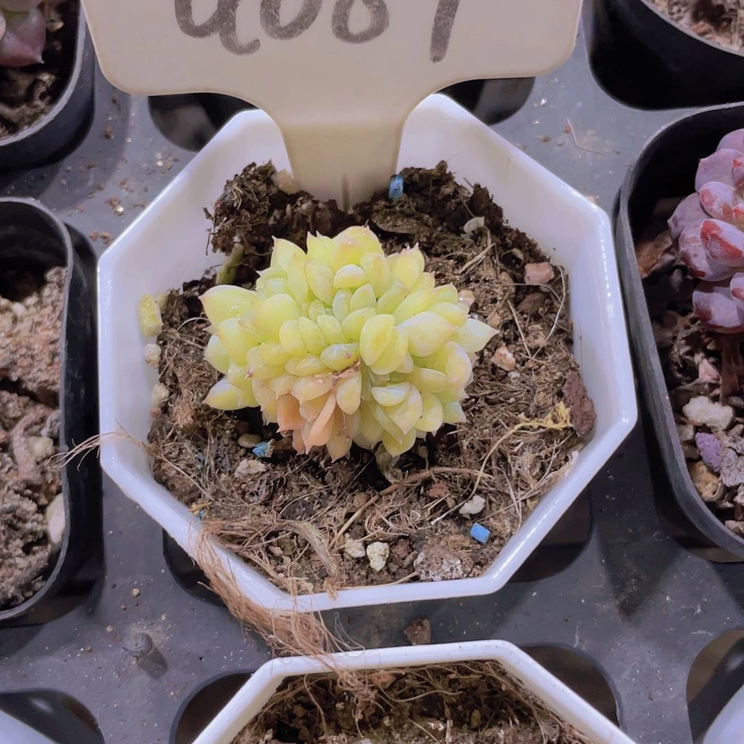 阿**?琥珀朵朵a089一物一拍