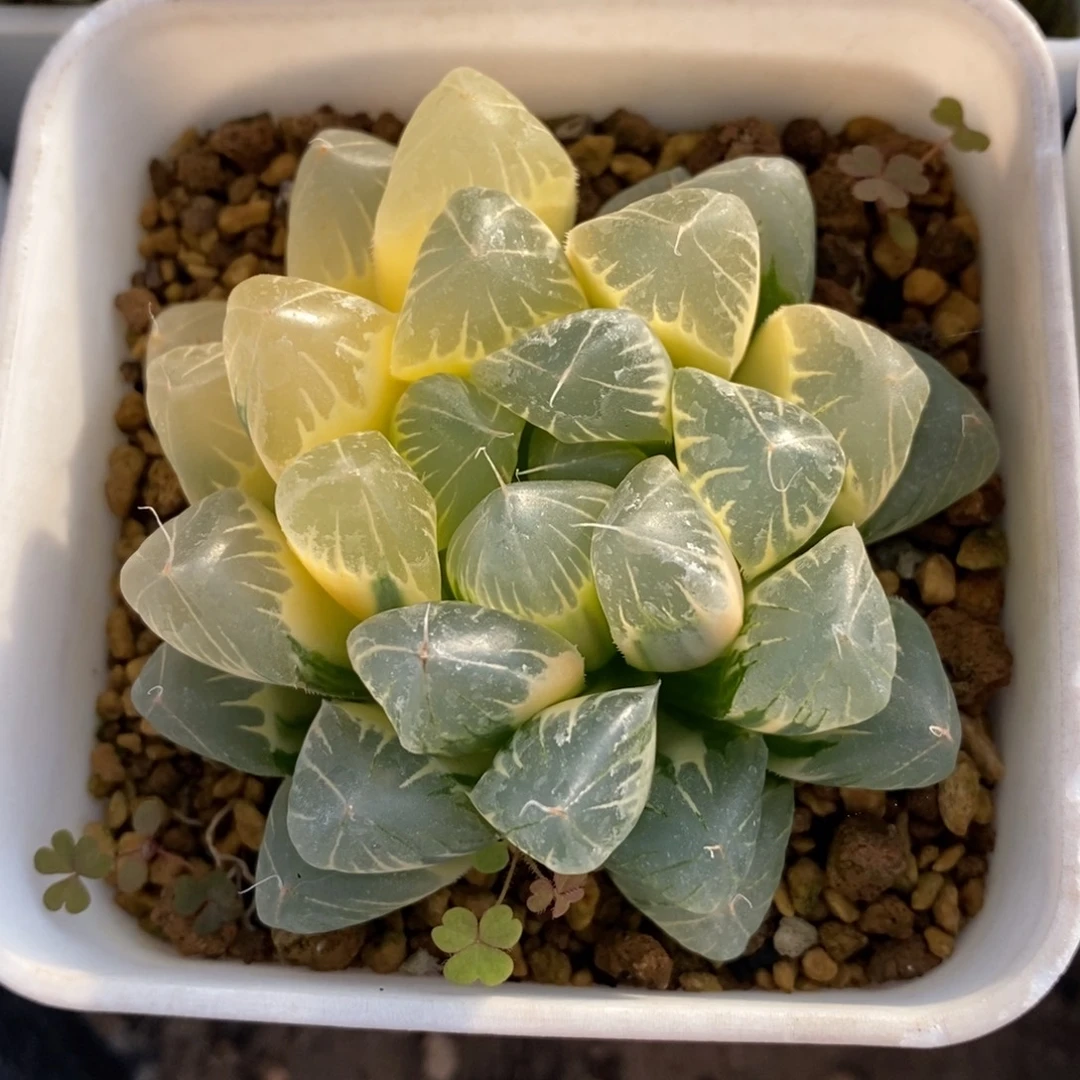 一颗实生糊斑玉露锦 特价