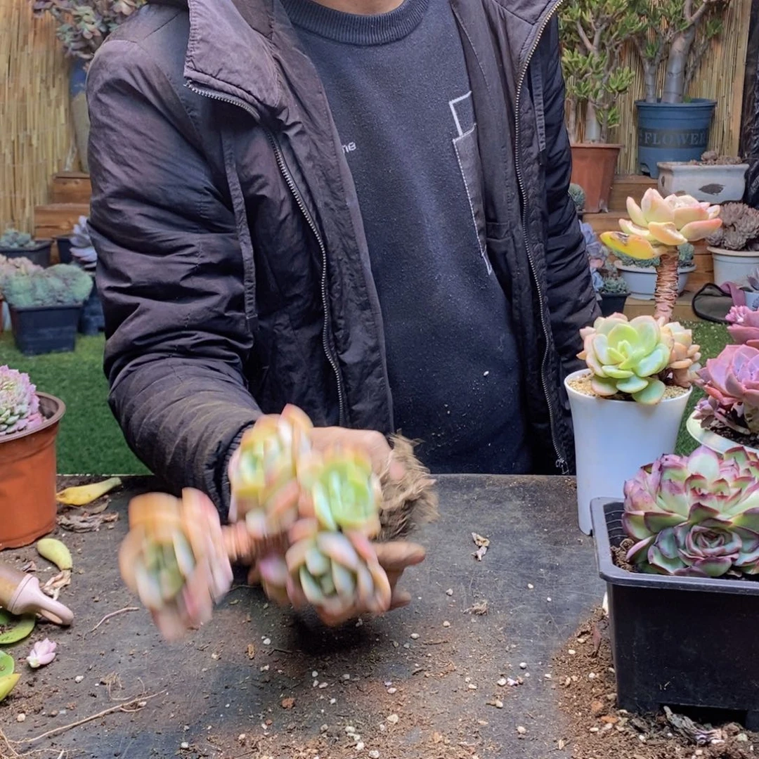 圥**妈H297号白月光老桩