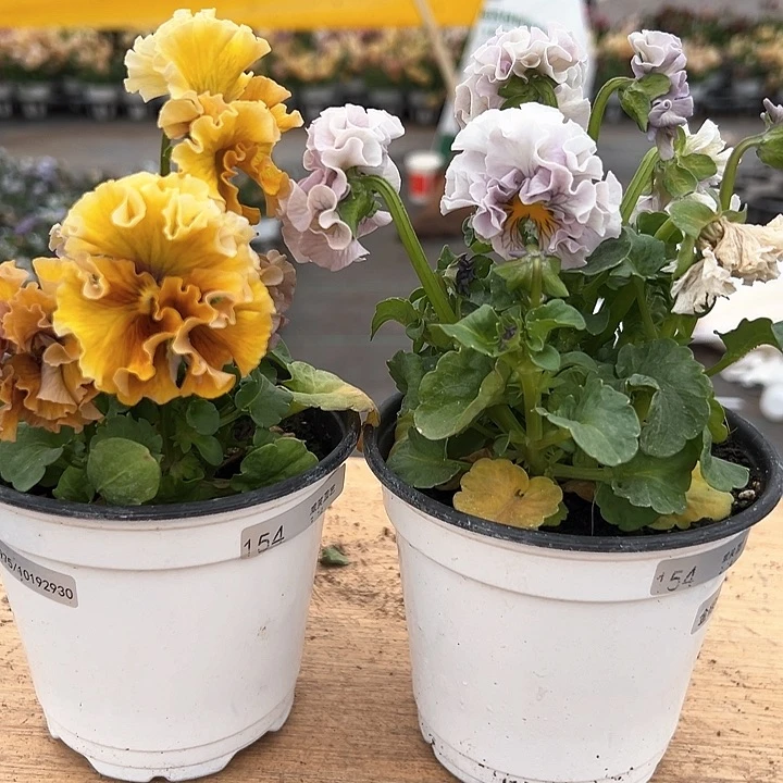 红陶抖音直播闪拍154