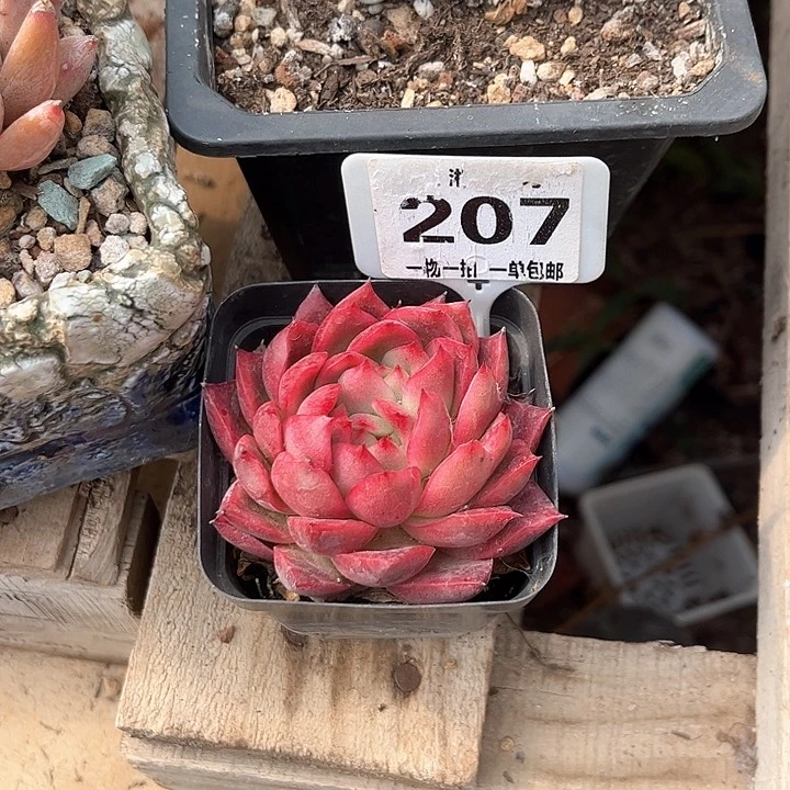 红陶浮****❛红色杂交单头