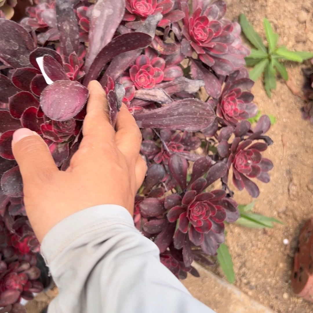 988丽娜多肉植物系