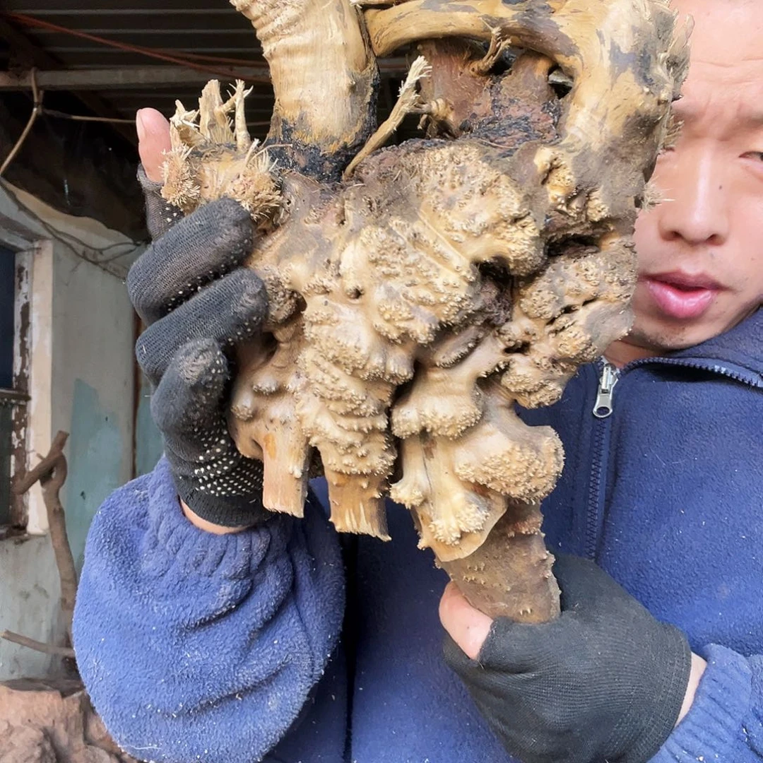 曲***、无花朵00000000000266