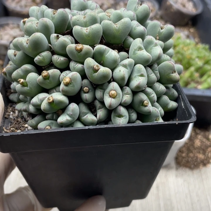 完全开放396口迪群带盆llll