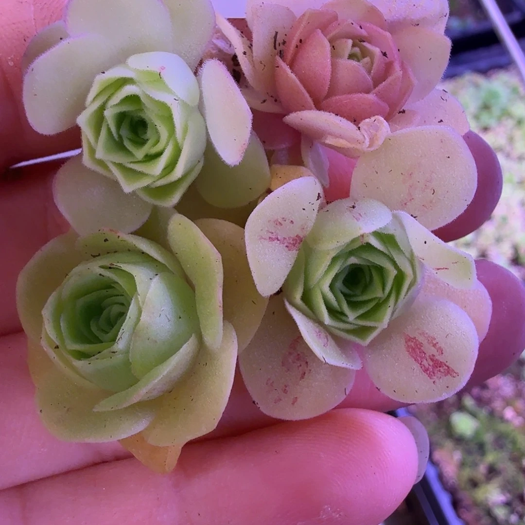 妮***山地玫瑰   118