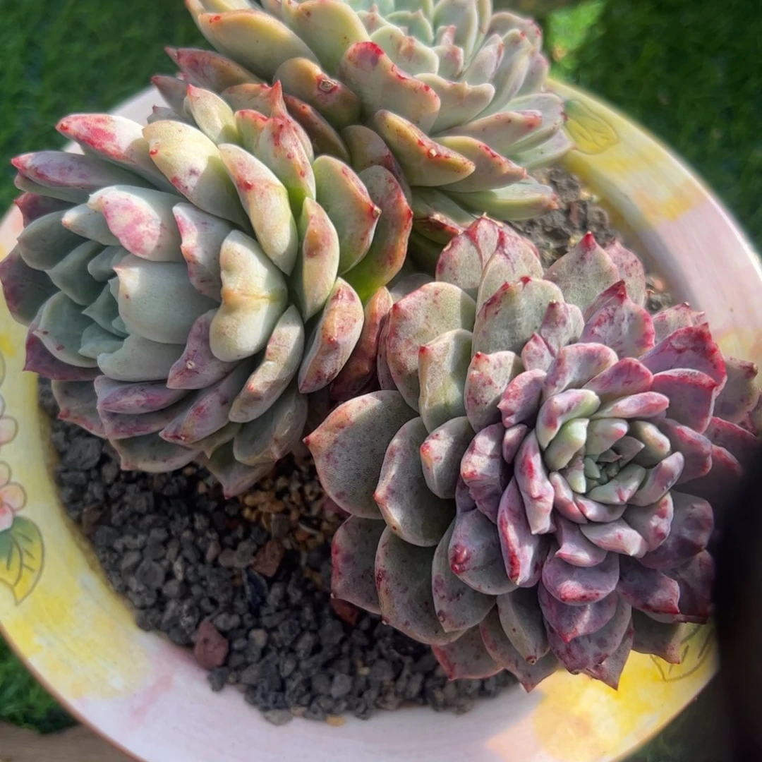 小***?石化，一物一拍