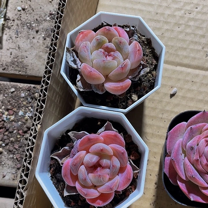 八角盆大刚毅带盆土发